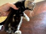 Breana - Bengal Kitten For Sale - 