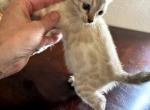 Nelly - Bengal Kitten For Sale - 