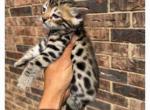 Marsha - Bengal Kitten For Sale - Dallas&comma; TX&comma; US