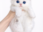 Bella - Scottish Fold Kitten For Sale - 
