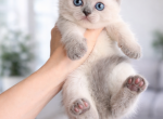 Princess - British Shorthair Kitten For Sale - 