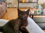 Kitty - Domestic Kitten For Adoption - TN&comma; US