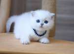 Ellie - British Shorthair Kitten For Sale - Harrisburg&comma; NC&comma; US