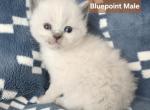 Blue Point Siblings - Ragdoll Kitten For Sale - 