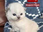 Mink and Traditional Ragdoll kittens - Ragdoll Kitten For Sale - 
