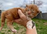 Red Moon Rising - Maine Coon Kitten For Sale - 