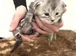 silverado - Maine Coon Kitten For Sale - 