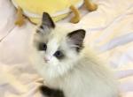 002 - Ragdoll Cat For Sale - Las Vegas&comma; NV&comma; US