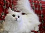 FirCountry Siberians - Siberian Kitten For Sale - Castle Rock&comma; WA&comma; US