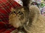 Derbyshire of FirCountry Siberians - Siberian Cat For Sale - 