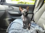 Black male - Sphynx Kitten For Sale - Fontana&comma; CA&comma; US