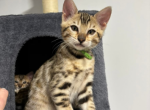 Mufasa - Bengal Kitten For Sale - 