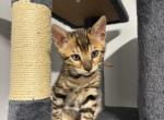 Camo - Bengal Kitten For Sale - 