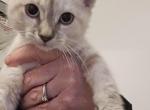 Lynx point siamese female - Siamese Kitten For Sale - Walworth&comma; WI&comma; US