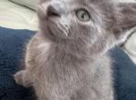 JESSIE - Nebelung Cat For Sale - Harwood Heights&comma; IL&comma; US