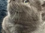 ZELDA - Nebelung Kitten For Sale - Harwood Heights&comma; IL&comma; US