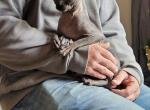 Black Male - Sphynx Cat For Sale/Service - 