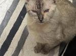 Rowan Bailey and Leo - Domestic Kitten For Sale - Denham Spgs&comma; LA&comma; US