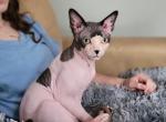 Full Registration - Sphynx Cat For Sale - 