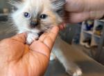 Ragdoll - Ragdoll Kitten For Sale - Tucson&comma; AZ&comma; US