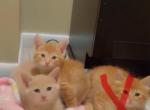 Beautiful male kittens - American Shorthair Kitten For Sale - Dearborn Heights&comma; MI&comma; US