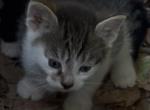 Ralo - American Shorthair Kitten For Adoption - AK&comma; US