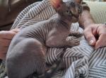 Oliver - Sphynx Kitten For Sale - Rockford&comma; IL&comma; US