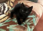5 Kittens - Manx Kitten For Sale - MA&comma; US
