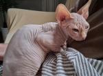 Noah - Sphynx Kitten For Sale - Rockford&comma; IL&comma; US