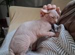 Jack - Sphynx Kitten For Sale - Rockford&comma; IL&comma; US