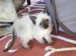 Purebred Siamese Kittens - Siamese Kitten For Sale - Charlotte&comma; NC&comma; US