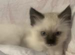 Ragamese - Ragdoll Cat For Sale - Gardnerville&comma; NV&comma; US