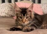 John - Maine Coon Kitten For Sale - 