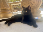 Bagheera - Bombay Cat For Adoption - Murrieta&comma; CA&comma; US