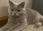 Bianca - British Shorthair Cat For Sale - Fort Wayne&comma; IN&comma; US