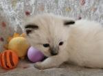 Beckett - Ragdoll Kitten For Sale - Overland Park&comma; KS&comma; US