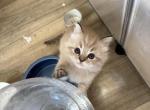 Tigress - Ragdoll Kitten For Sale - San Diego&comma; CA&comma; US