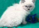 Blue point Ragdoll kitten - Ragdoll Kitten For Sale - Barberton&comma; OH&comma; US