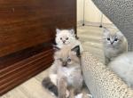 Choco - Ragdoll Kitten For Sale - San Diego&comma; CA&comma; US