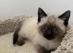 Seal Point male Siamese kittens - Siamese Kitten For Sale - Gurnee&comma; IL&comma; US