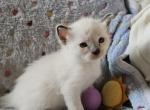 Juniper - Ragdoll Kitten For Sale - Overland Park&comma; KS&comma; US