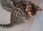 Star - Bengal Kitten For Adoption - Orlando&comma; FL&comma; US