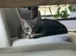Hermes - Domestic Kitten For Adoption - Las Vegas&comma; NV&comma; US