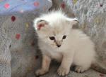 Peyton - Ragdoll Kitten For Sale - Overland Park&comma; KS&comma; US