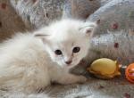 West - Ragdoll Kitten For Sale - Overland Park&comma; KS&comma; US