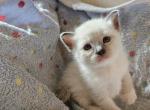 Luke - Ragdoll Kitten For Sale - Overland Park&comma; KS&comma; US