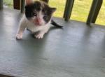 Bella - Munchkin Kitten For Sale - 