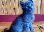 Valentino - Domestic Kitten For Sale - Mankato&comma; MN&comma; US