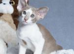 Jonny - Oriental Kitten For Sale - Pembroke Pines&comma; FL&comma; US