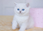 Belle - British Shorthair Kitten For Sale - Harrisburg&comma; NC&comma; US
